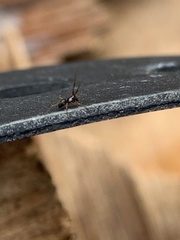 Araneae