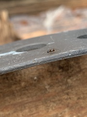 Araneae