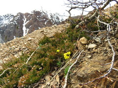 Draba incerta