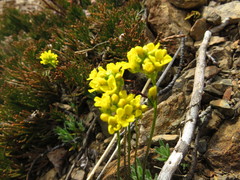 Draba incerta
