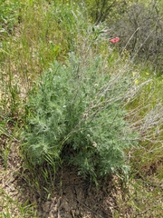 Artemisia taurica