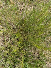Stachys angustifolia