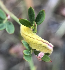 Callophrys