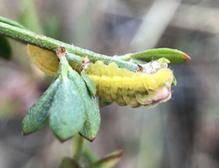 Callophrys