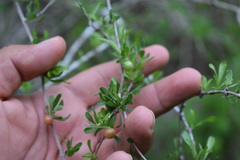 Citharexylum brachyanthum