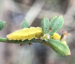 Callophrys