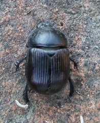 Ceratotrupes