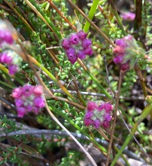 Erica clavisepala