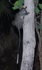 Mesembriomys gouldii