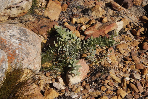 Image of Leucospermum cordatum by (c) Tony Rebelo, some rights reserved (CC BY-SA)