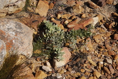 Leucospermum cordatum