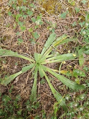 Plantago serraria