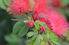 Calliandra tergemina