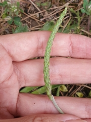 Plantago serraria