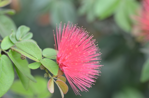 Image of Calliandra tergemina by no rights reserved