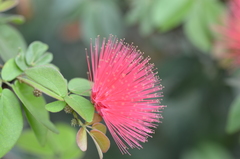 Calliandra tergemina