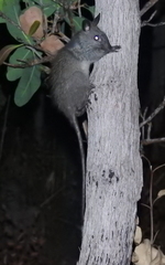 Mesembriomys gouldii