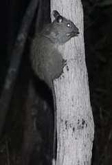 Mesembriomys gouldii