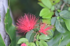 Calliandra tergemina