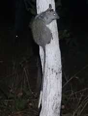 Mesembriomys gouldii