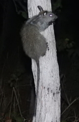 Mesembriomys gouldii