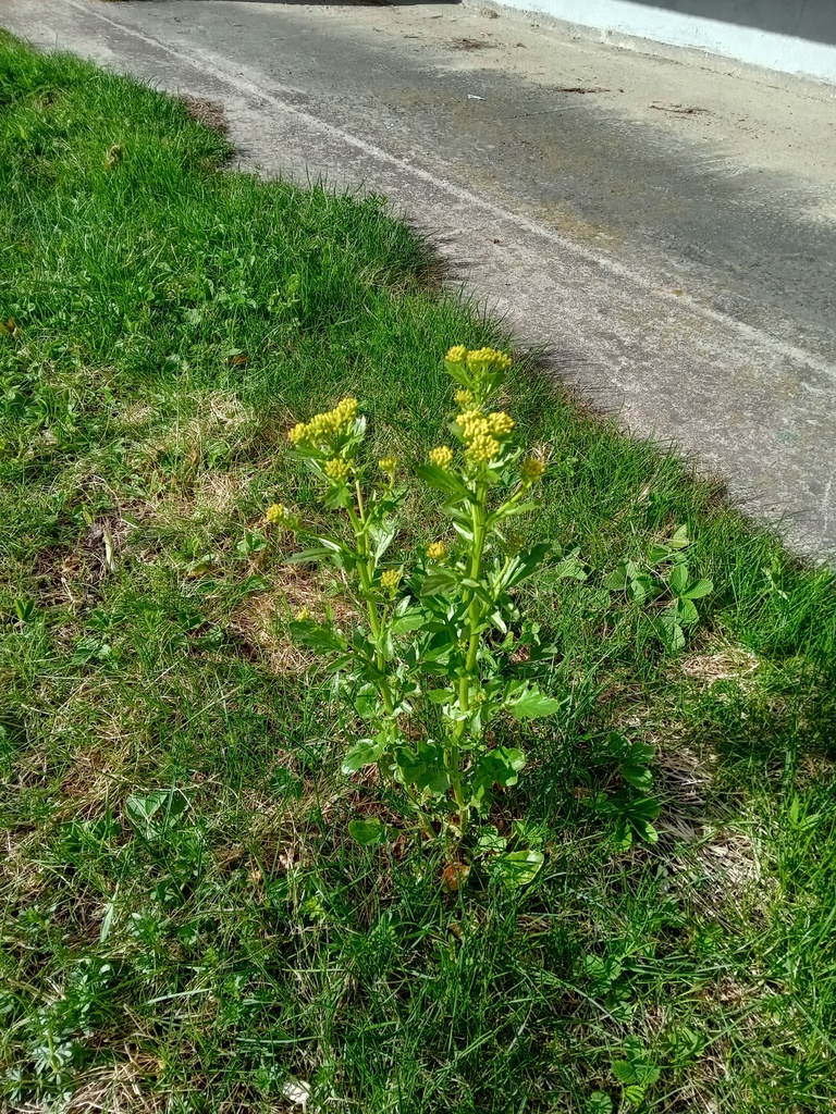 bitter wintercress from Великий Новгород, Новгородская обл., Россия on