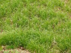 Carex brizoides