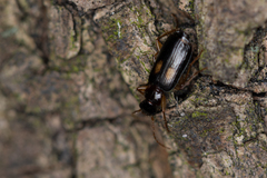 Dromius fenestratus