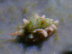 Sagaminopteron psychedelicum