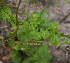 Nicotiana repanda