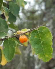 Celtis chichape