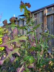 Lactuca serriola