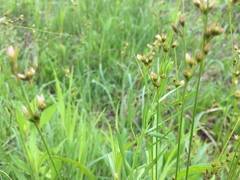 Juncus dudleyi