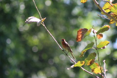 Haemorhous mexicanus