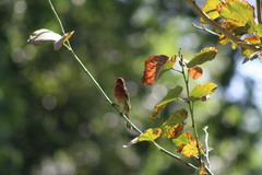 Haemorhous mexicanus