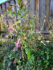 Lactuca serriola