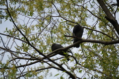 Columba livia domestica