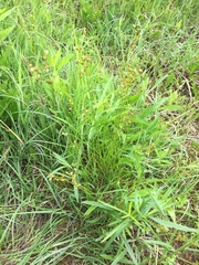 Juncus dudleyi