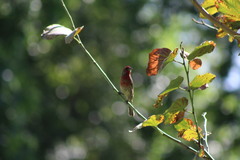 Haemorhous mexicanus