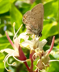 Satyrium sylvinus dryope
