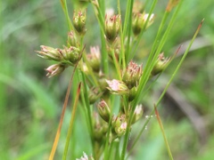 Juncus dudleyi