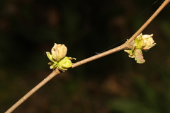 Phytoptus avellanae