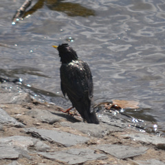 Sturnus vulgaris