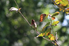 Haemorhous mexicanus