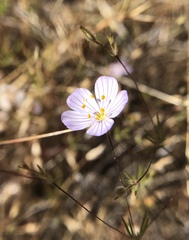 Leptosiphon liniflorus