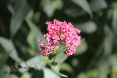 Centranthus ruber
