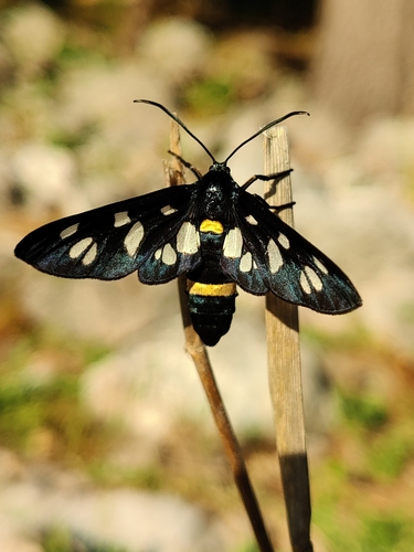 Amata de Krueger