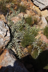 Leucospermum cordatum