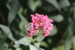 Centranthus ruber