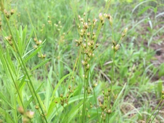 Juncus dudleyi